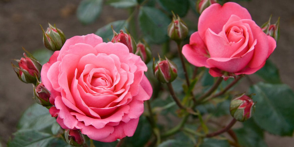 How To Prune Roses – The ‘Queen of Flowers’