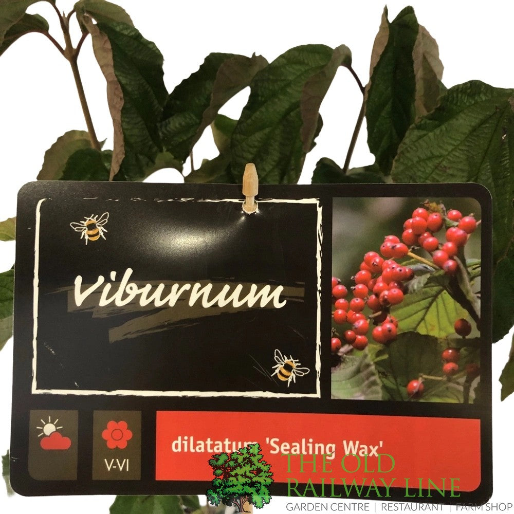 Viburnum plicatum Sealing Wax' 4Ltr Pot (NL)