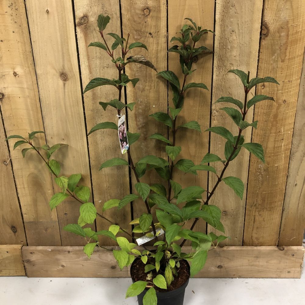 Viburnum 'Charles Lamont' 5Ltr Pot (NL)