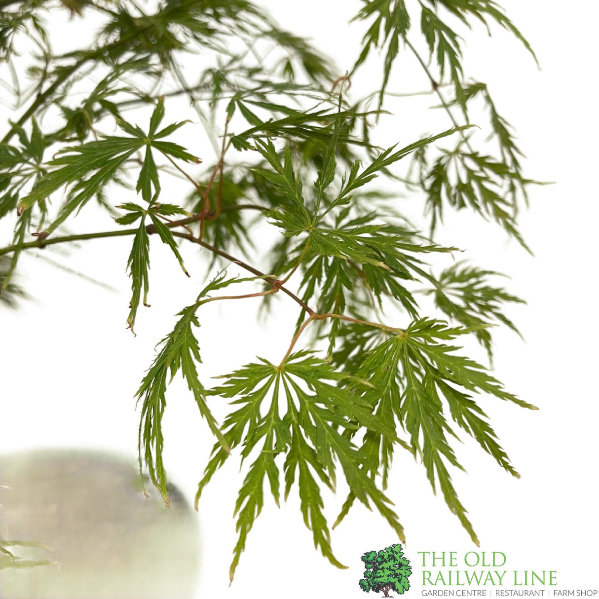 Acer palmatum 'Dissectum' Japanese Maple Tree - 5Ltr Pot