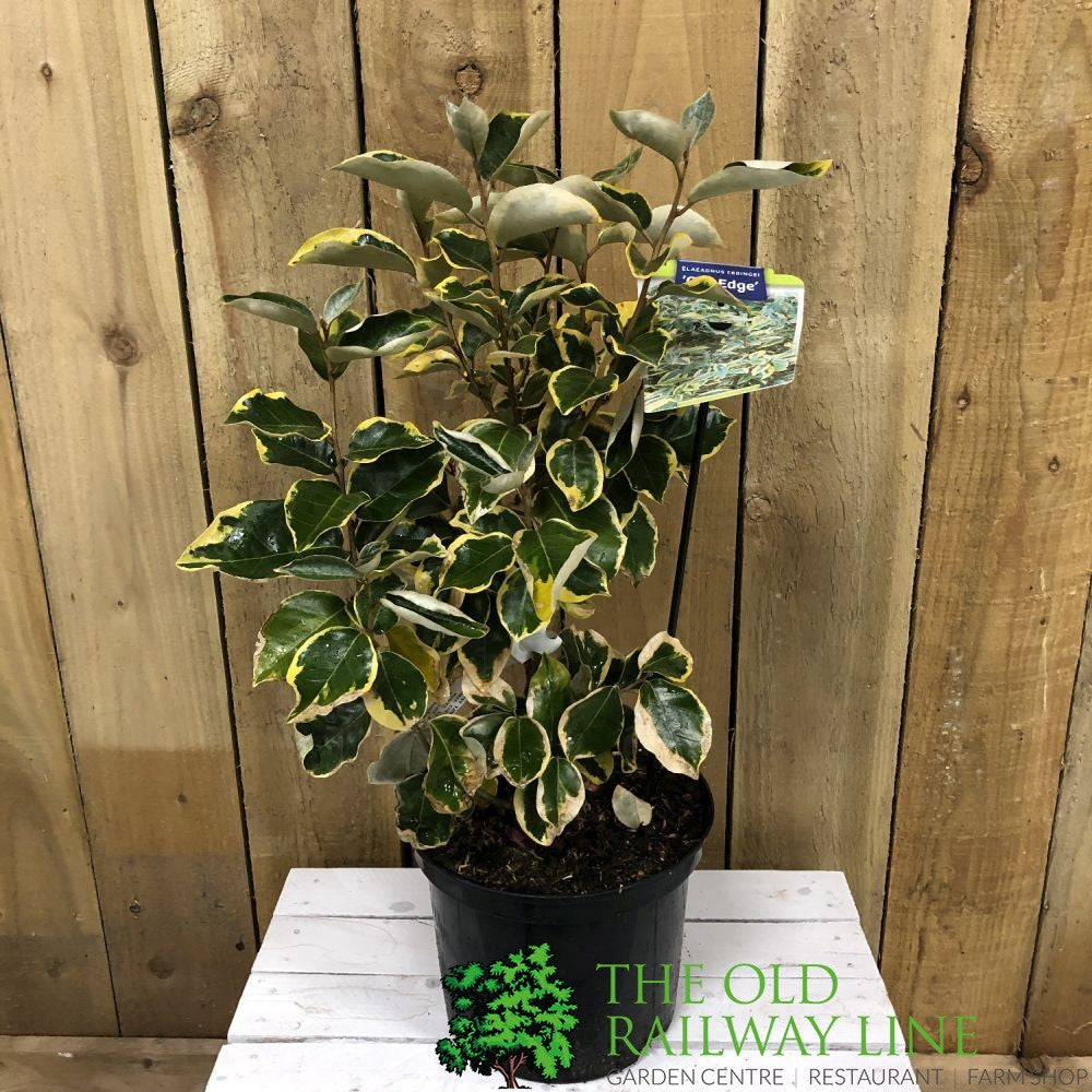 Elaeagnus 'Gilt Edge' 5Ltr Pot (NL)