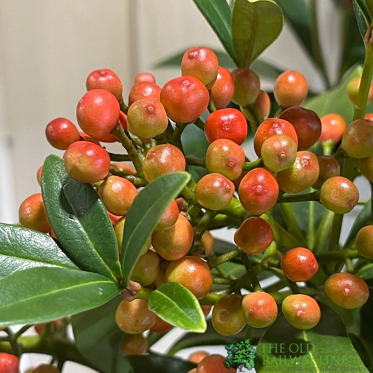 Skimmia japonica 'Pabella' 4Ltr Pot (NL)