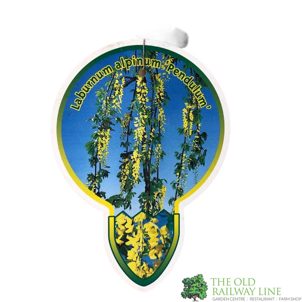 Laburnum alpinum 'Pendulum' 10Ltr Pot Tree 120cm Tall (NL)