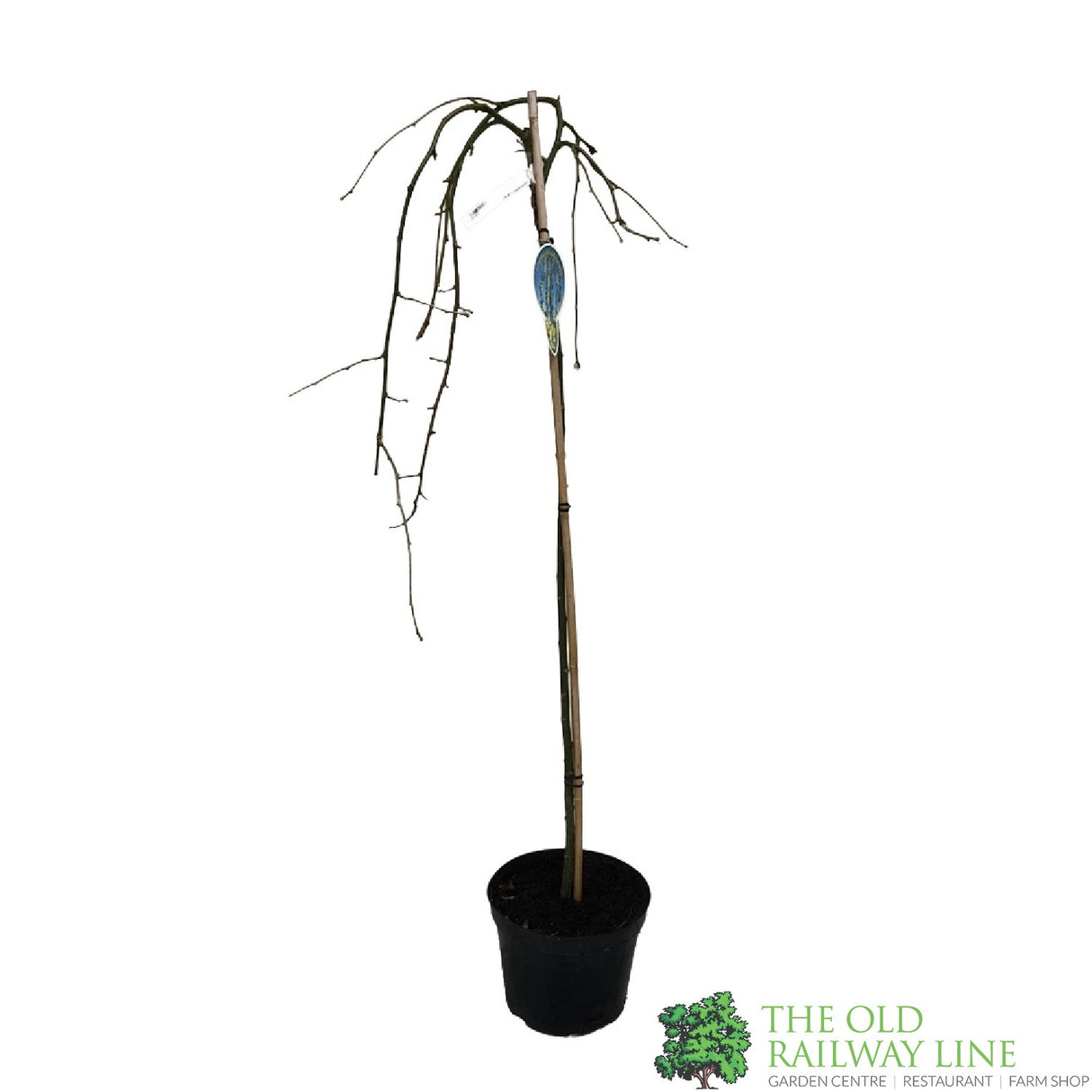 Laburnum alpinum 'Pendulum' 10Ltr Pot Tree 120cm Tall (NL)