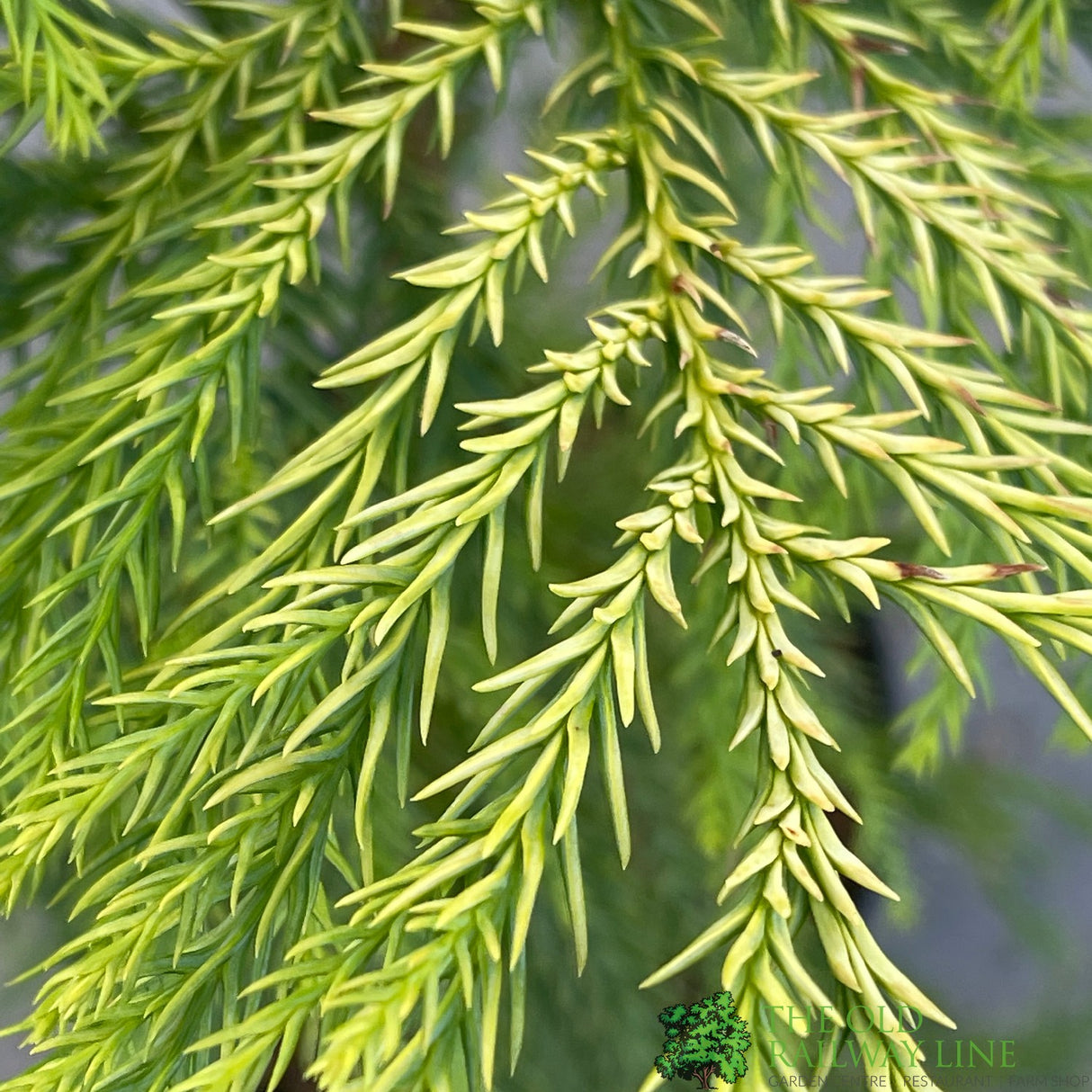 Cryptomeria 'Barabits Gold' Conifer 5Ltr Pot (NL)