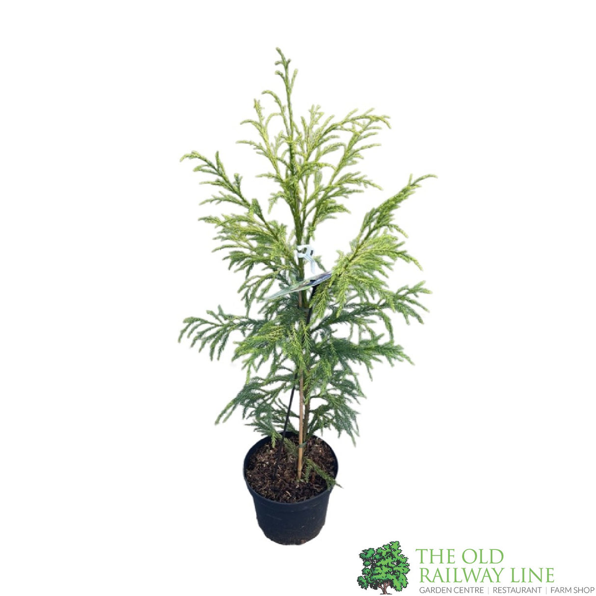 Cryptomeria 'Barabits Gold' Conifer 5Ltr Pot (NL)