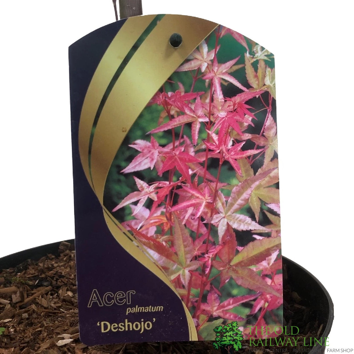 Acer palmatum 'Deshojo' Japanese Maple Tree - 5Ltr Pot