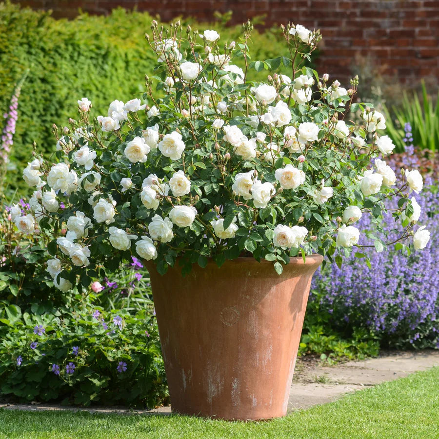 David Austin 'Desdemona' White English Shrub Rose 6Ltr Pot