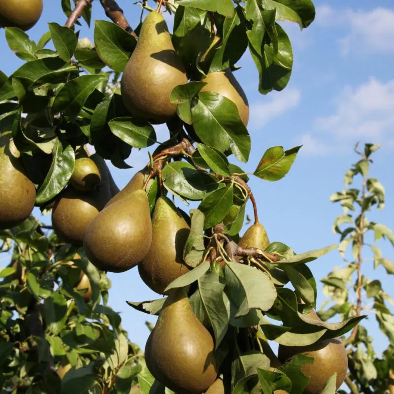 Pear Tree 'Conference' 7 Ltr Pot (NL)