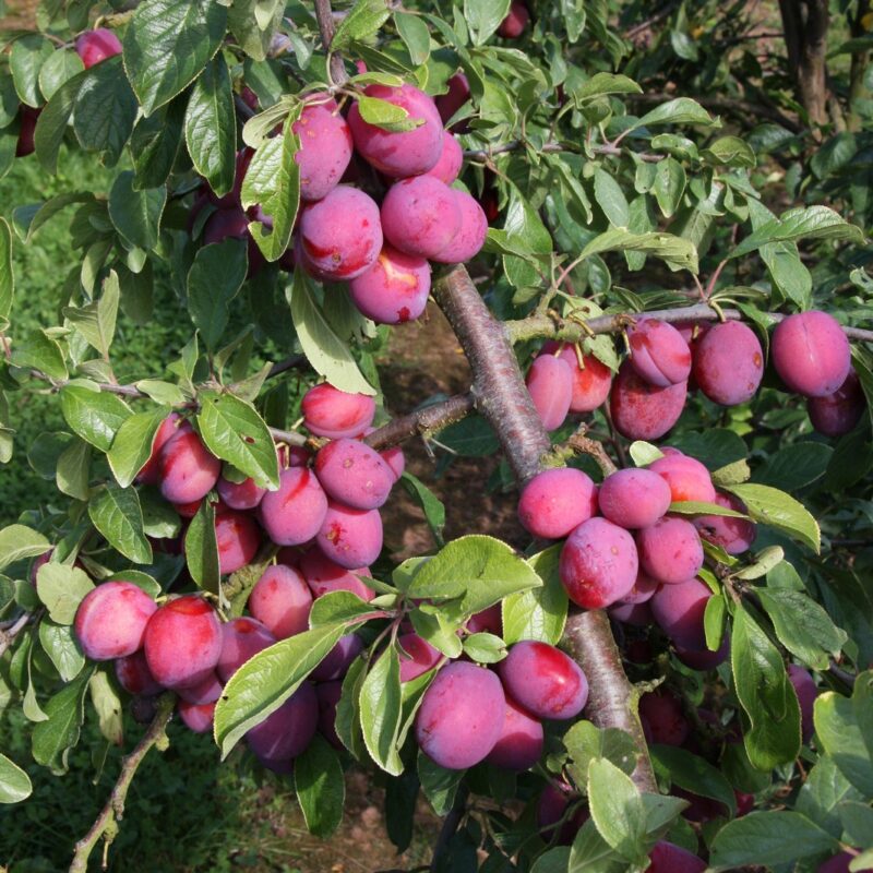 Frank P Matthews Plum Tree 'Victoria' Half-Standard Fruit Tree - 12 Ltr Pot