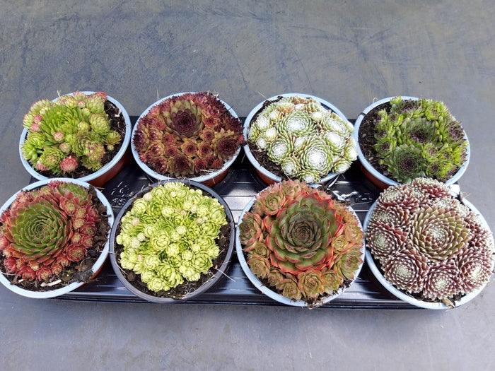 Sempervivum Mix 14cm Pot