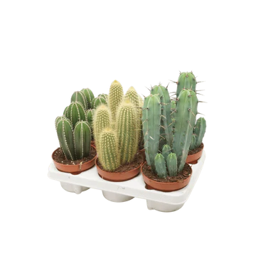 Cacti Cereus & Bolcactus Houseplant Mixed Variety - 5.5cm Pot - (Choice of 3)