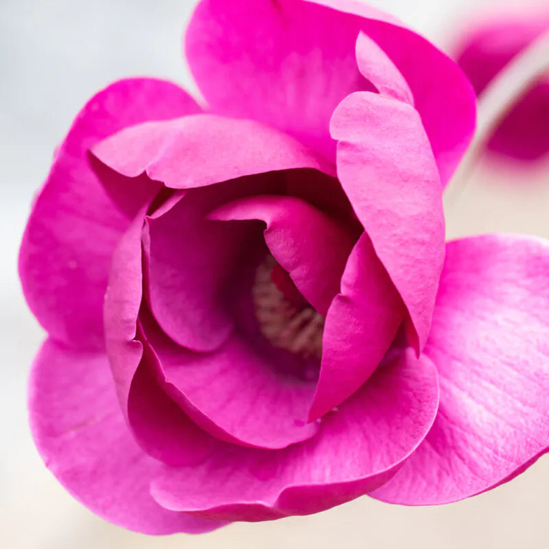 Magnolia 'Black Tulip' Tree 80cm Tall (NL)