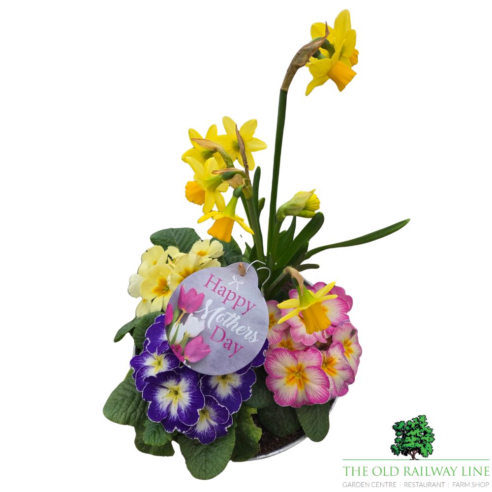 Mother's Day Primrose & Daffodil - Butterfly Pot 22cm