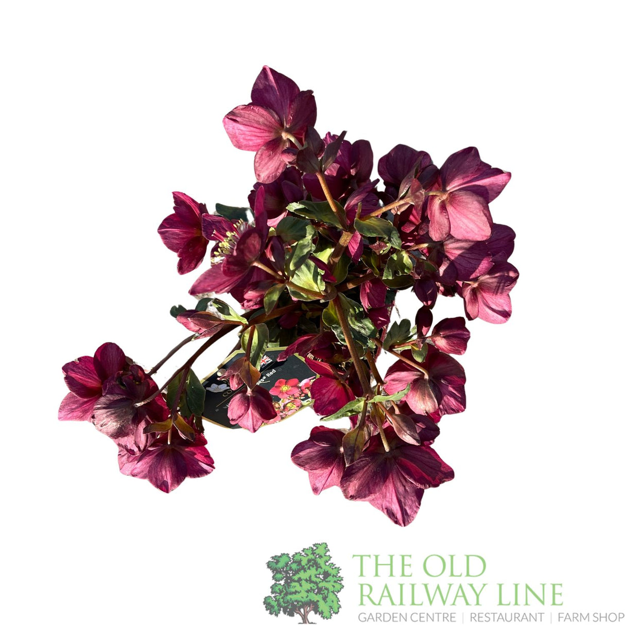 Hellebore 'Ice N' Roses Red' Helleborus Gold Collection 2Ltr Pot