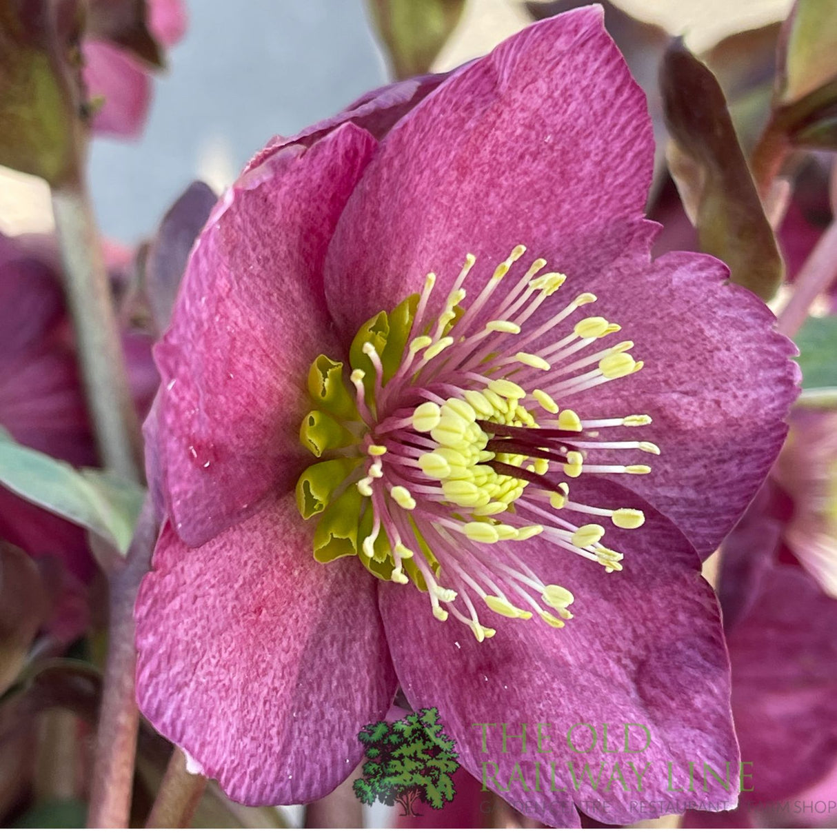 Hellebore 'Ice N' Roses Red' Helleborus Gold Collection 2Ltr Pot
