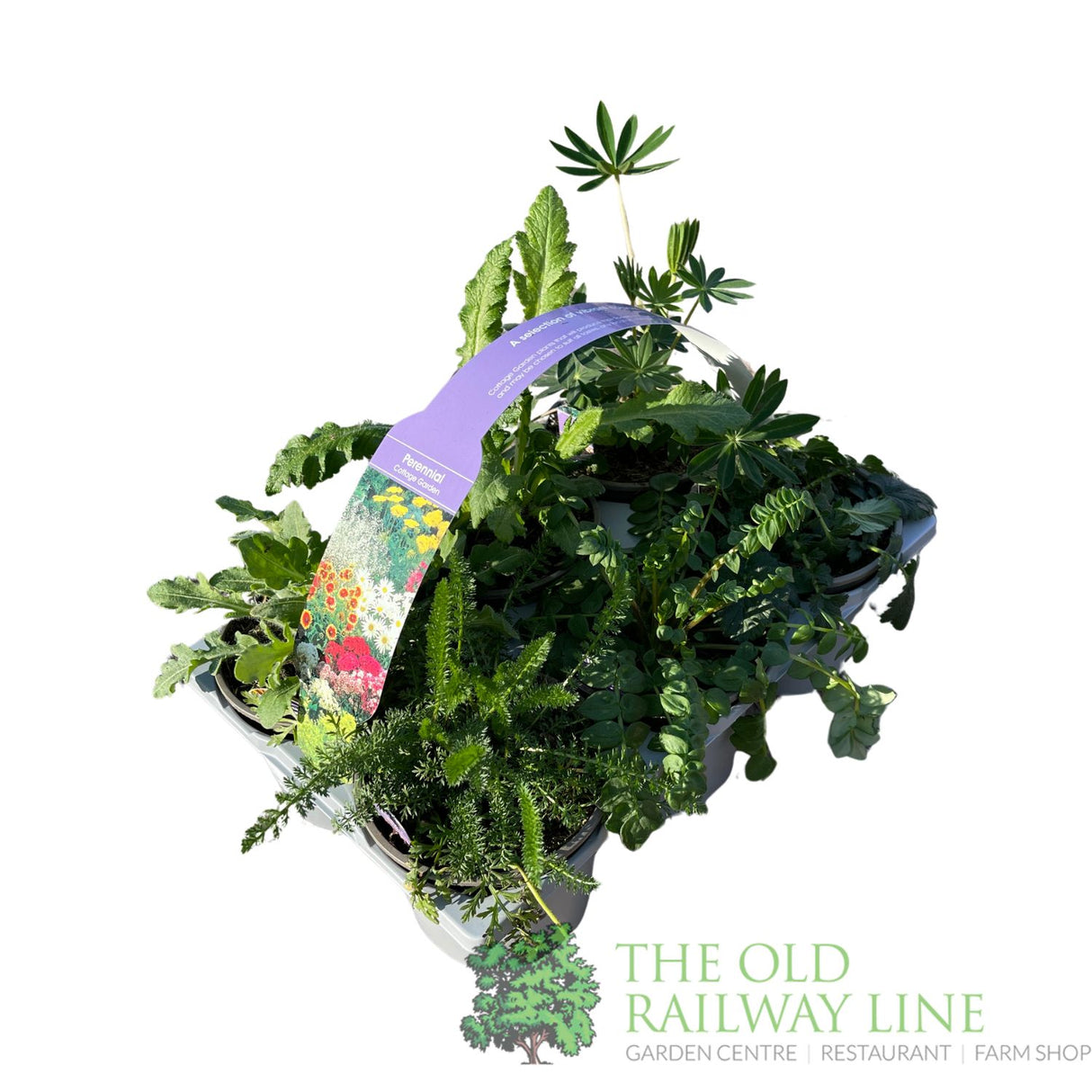 Cottage Garden Pack of 6 Perennials