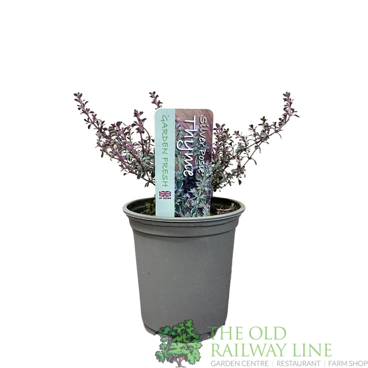 Thyme 'Silver Posie' Herb Plant 9cm Pot