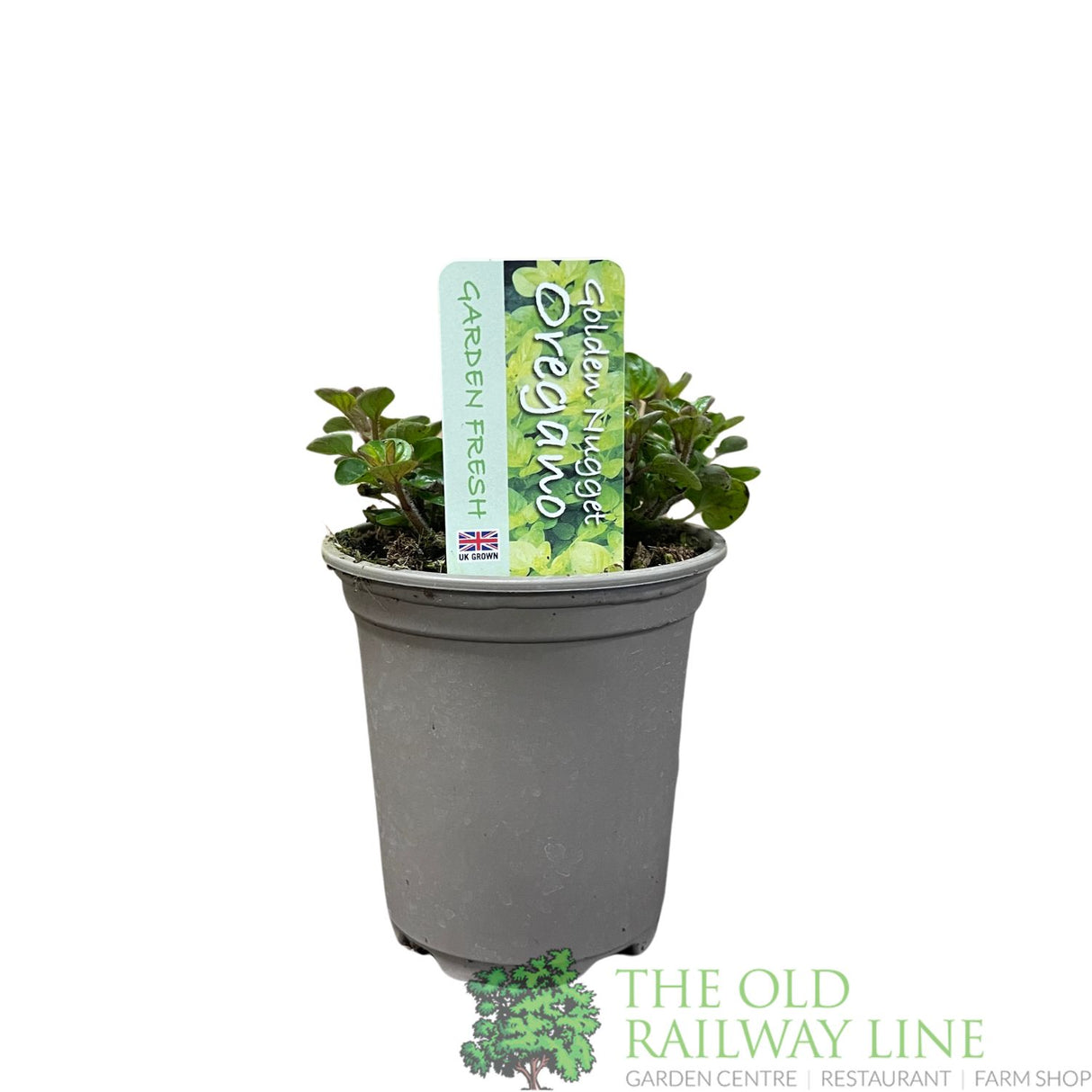 Oregano 'Golden Nugget' Herb Plant 9cm Pot