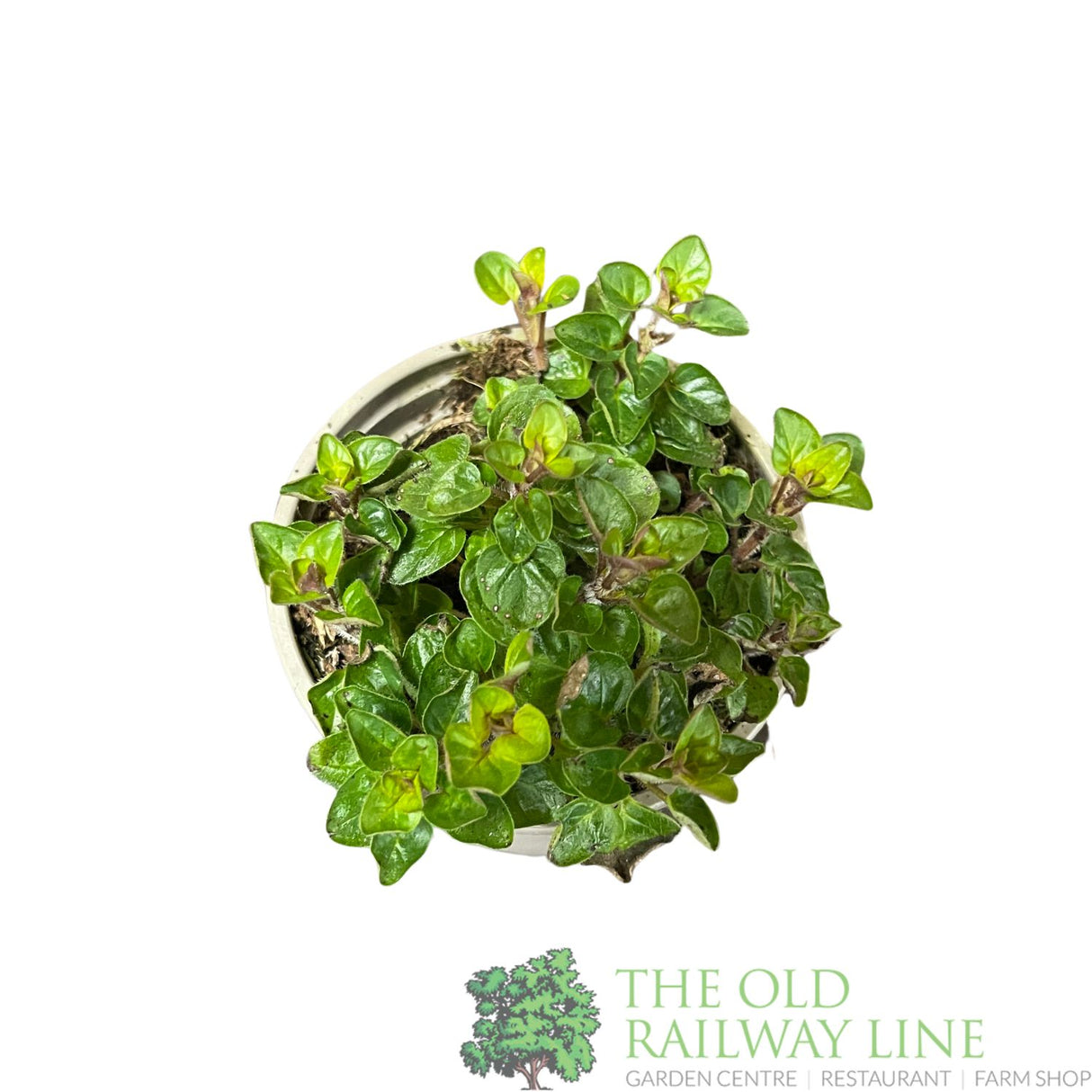 Oregano 'Golden Nugget' Herb Plant 9cm Pot