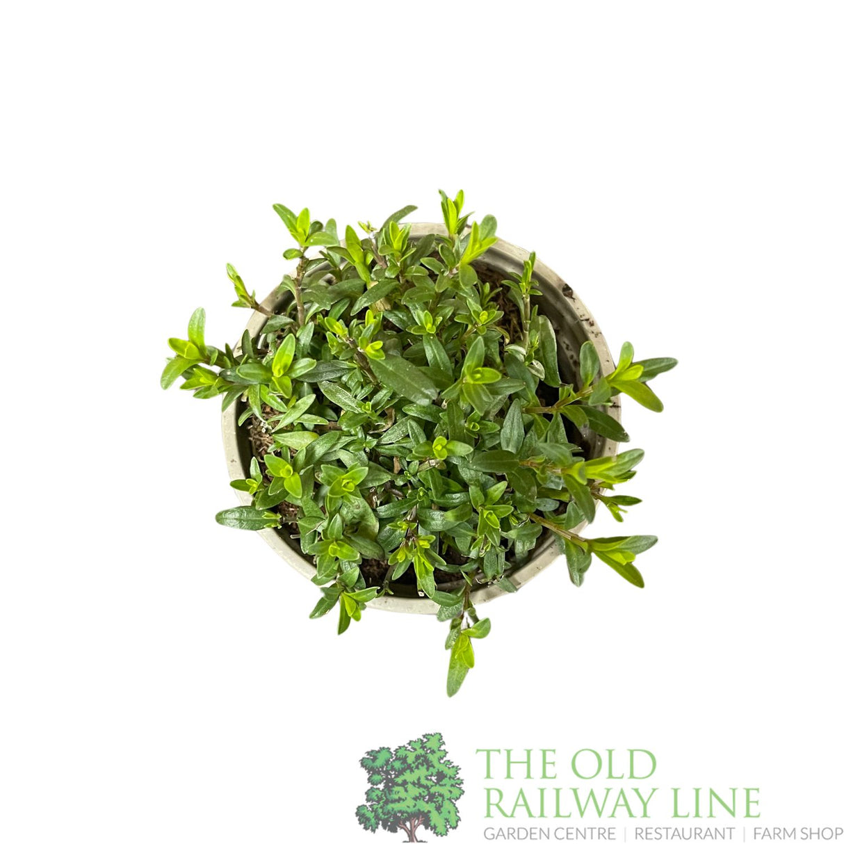 Hyssop 'Pink' Herb Plant 9cm