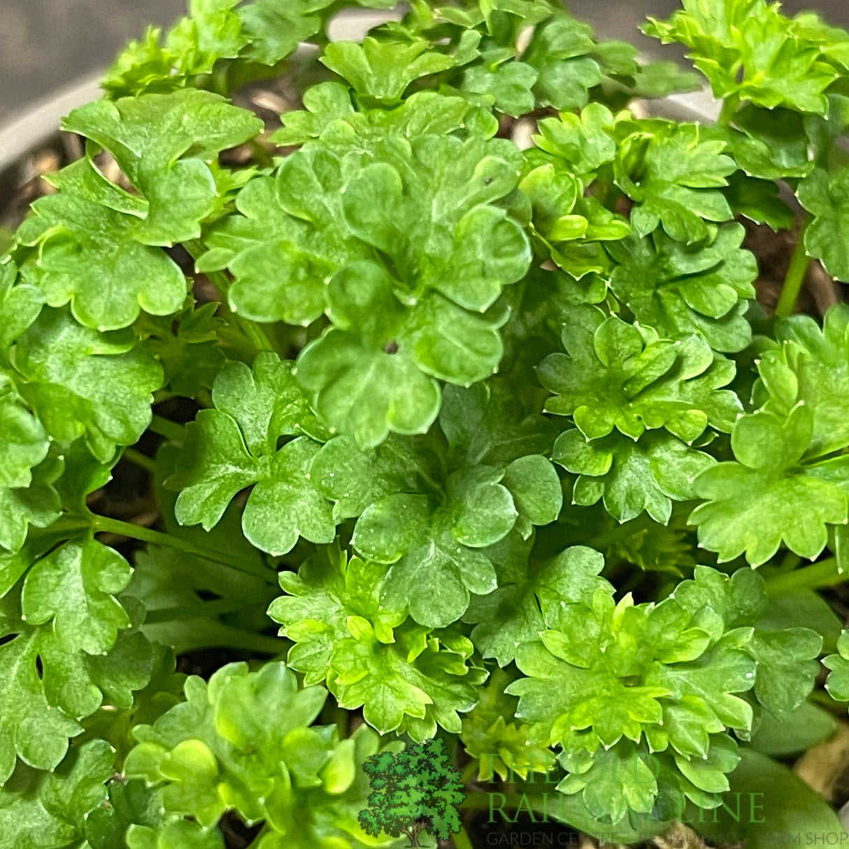 Parsley Curled Herb Plant 9cm Pot