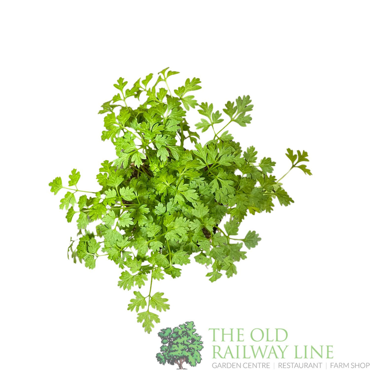 Chervil Herb Plant 9cm Pot