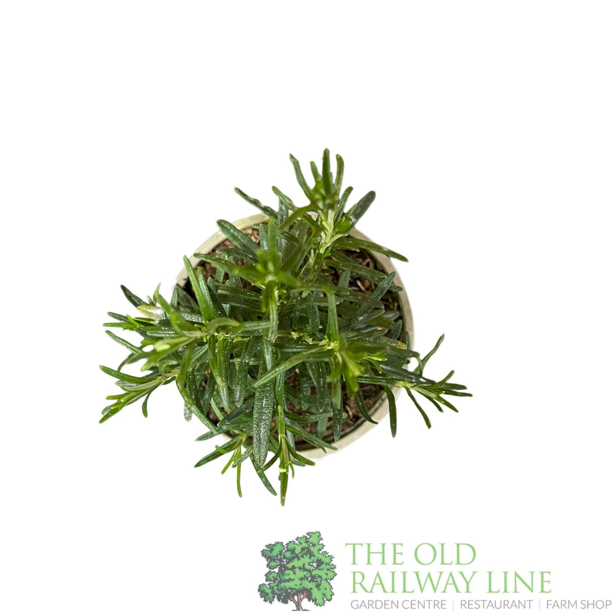 Rosemary 'Pink' Herb Plant 9cm Pot