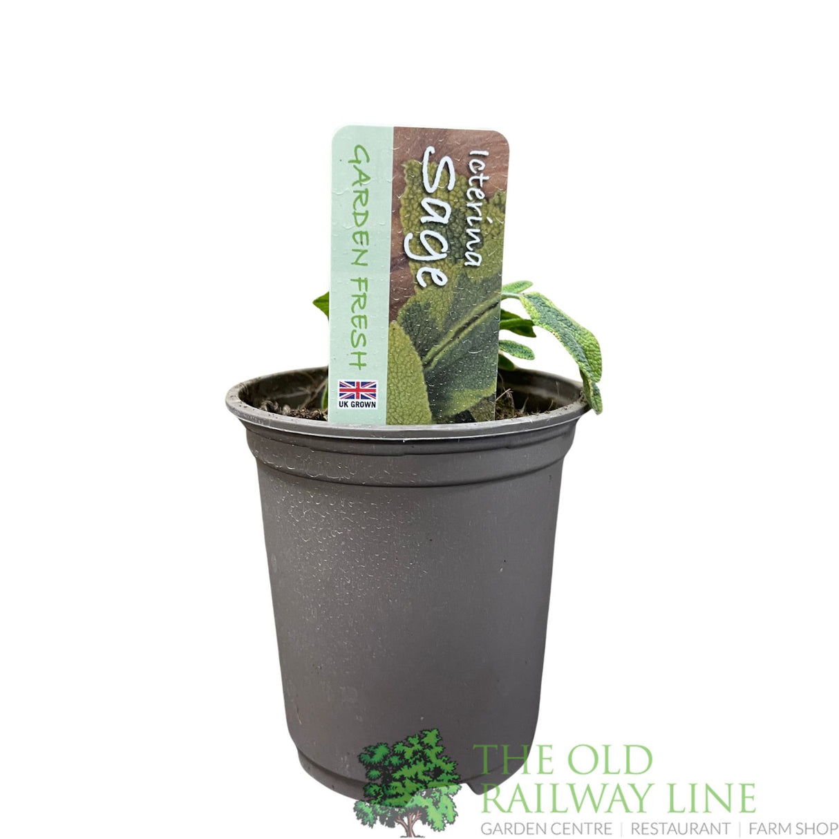 Sage Icterina Herb 9cm Pot