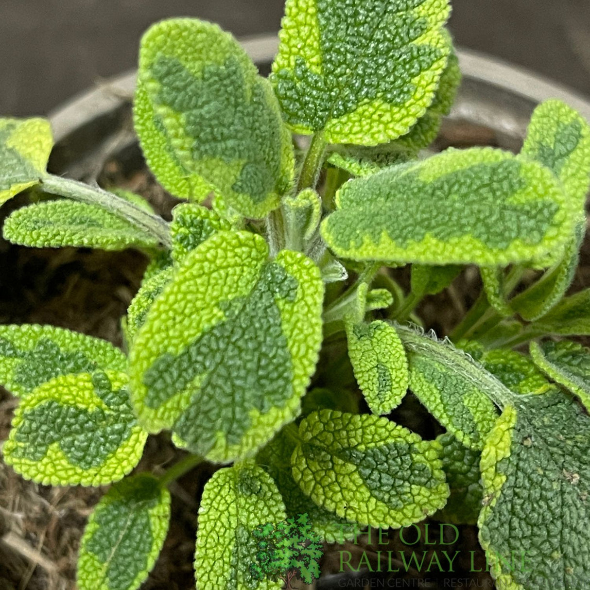 Sage Icterina Herb 9cm Pot