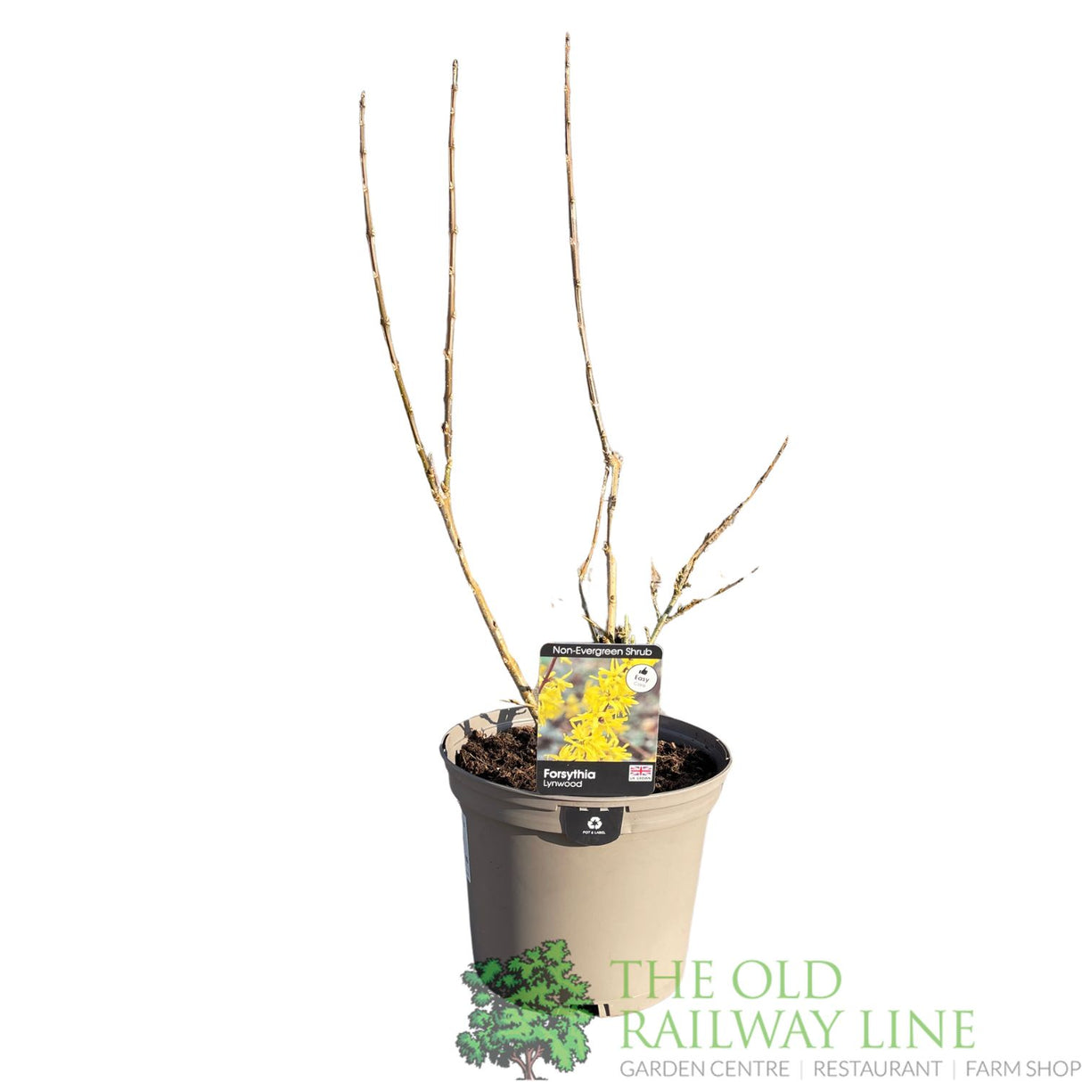 Forsythia × intermedia 'Lynwood Variety' Plant 4Ltr Pot