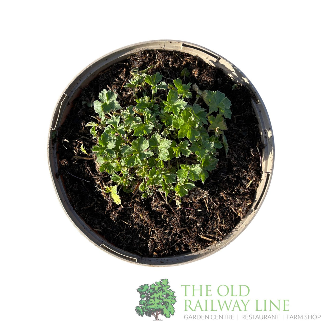 Geranium × riversleaianum 'Russell Prichard' Plant 2Ltr Pot