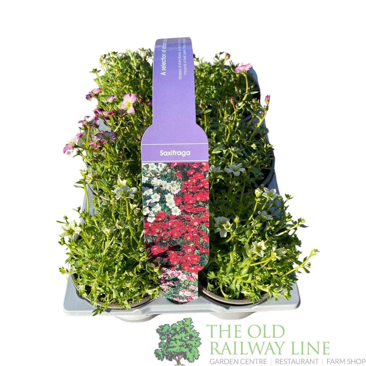 Saxifraga 6 Pack of Rockfoils