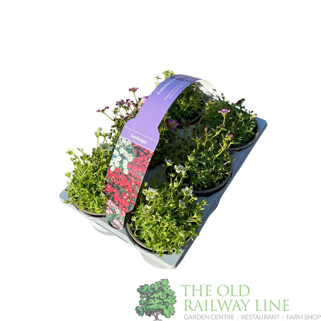 Saxifraga 6 Pack of Rockfoils