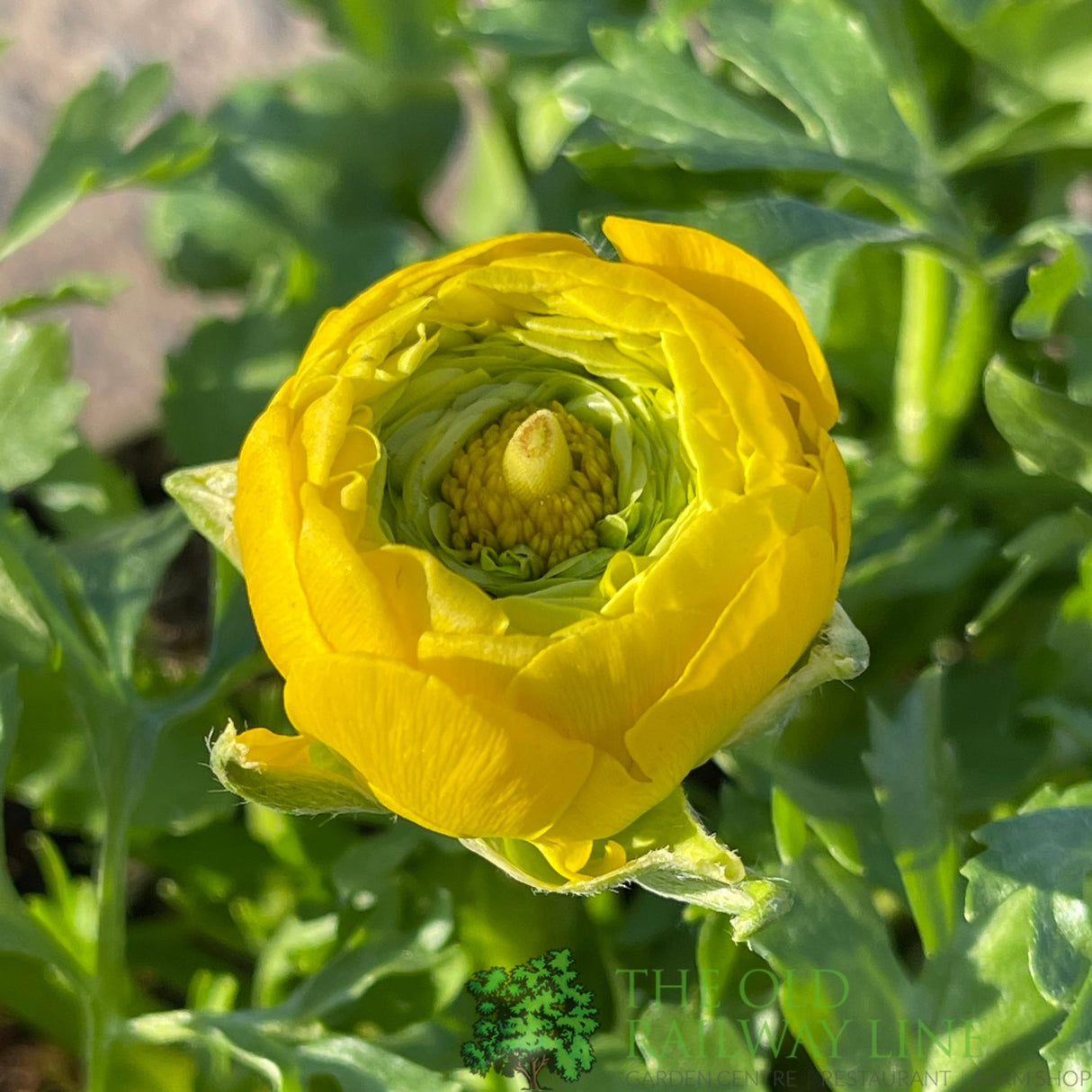 Ranunculus asiaticus 'Vortex Mix' Plant 2Ltr Pot