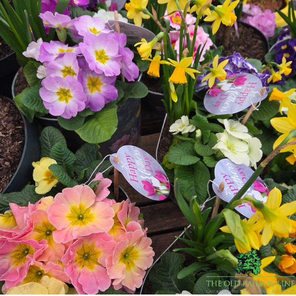 Mother's Day Primrose & Daffodil - Lavender Trough 23cm