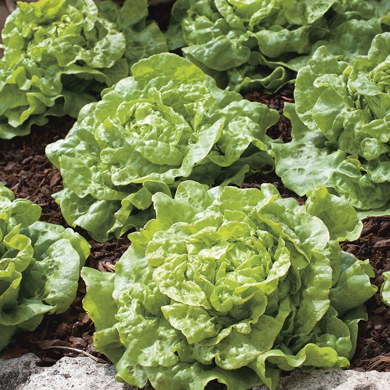 D.T. Brown 'Tom Thumb' Lettuce Seeds