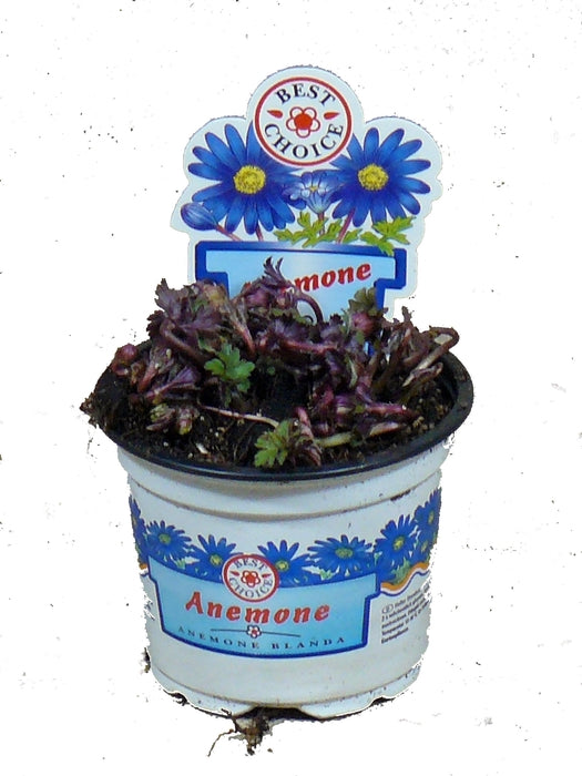 Anemone Blanda Blue Shades 9cm Pot