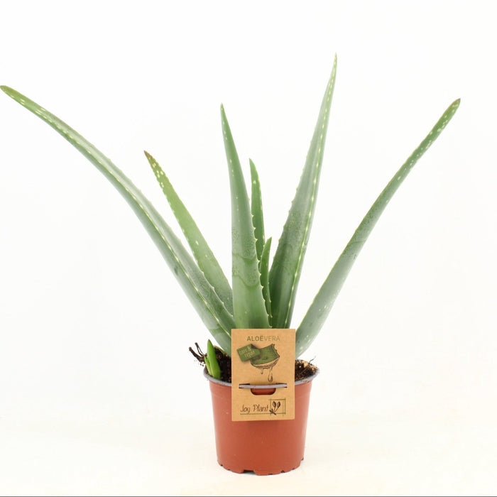Aloe Vera 'barbados aloe' 12cm Pot