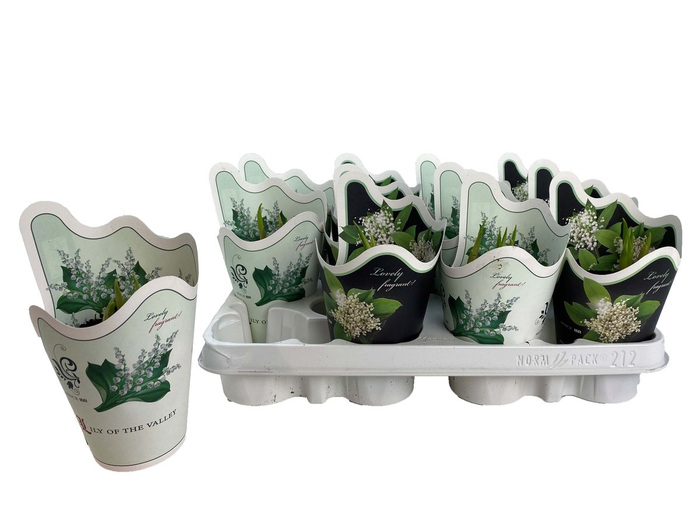 Convallaria Majalis 'Lily of the Valley' 9cm Pot