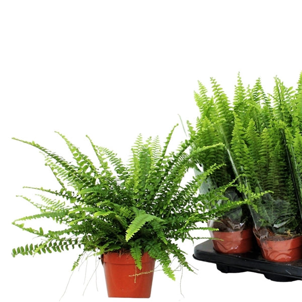Nephrolepis exaltata 'Green Lady' Boston Fern