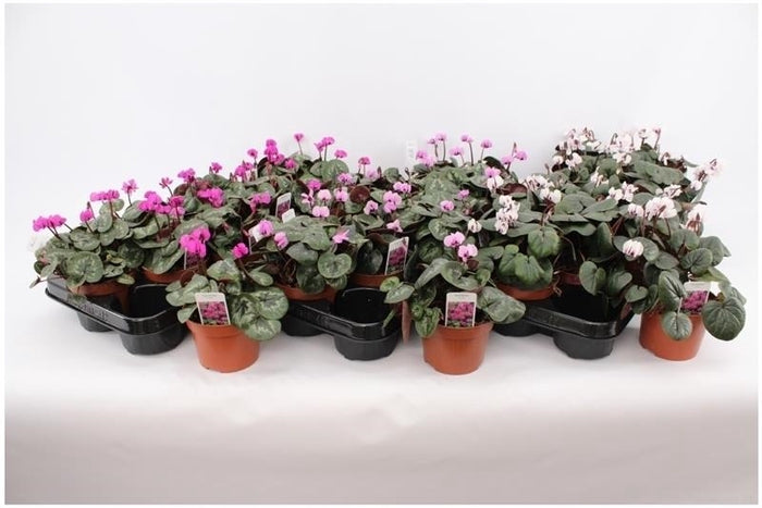 Cyclamen Coum Mixed 10.5cm Pot