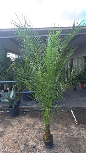 Phoenix Canariensis 3M 4.5 Litre Pot