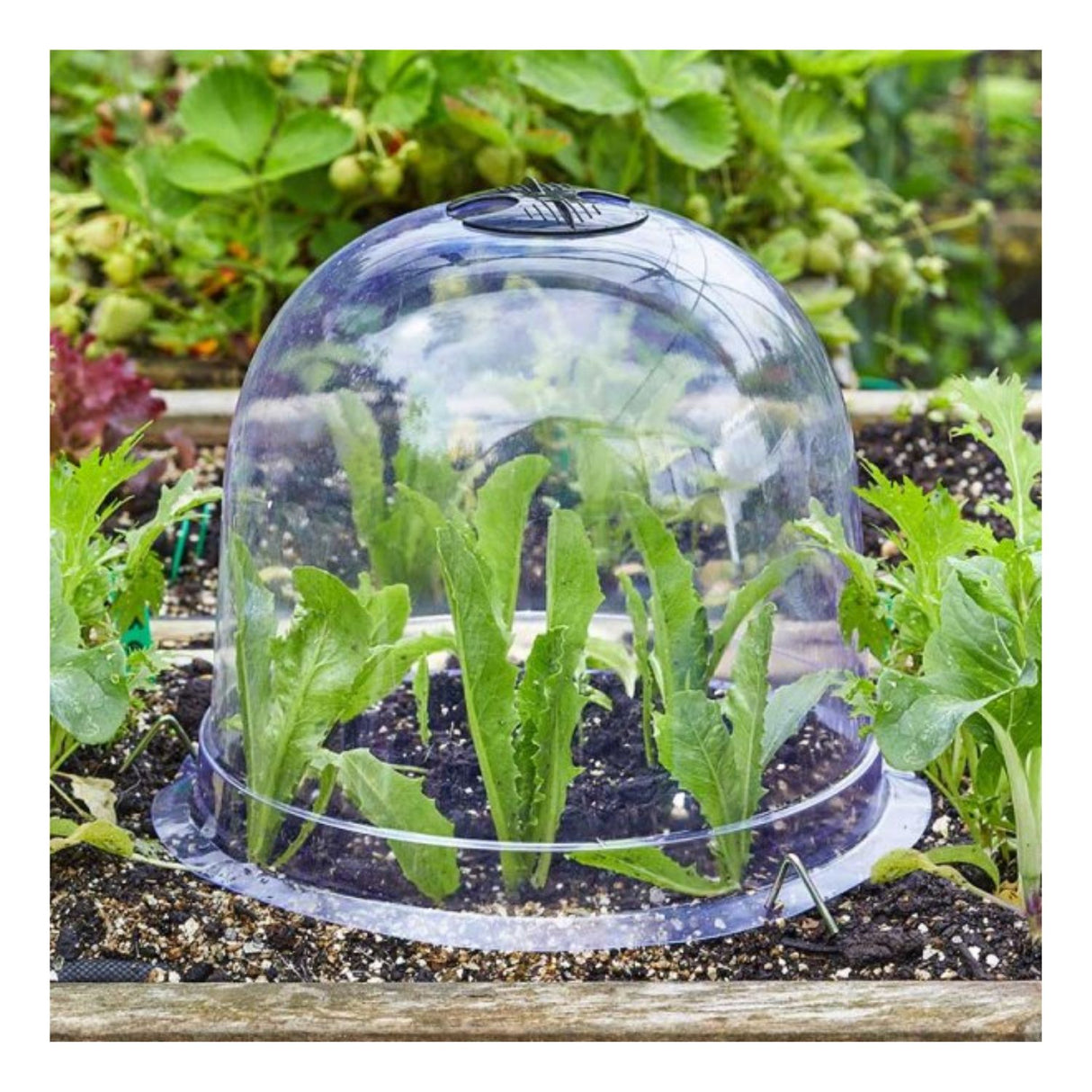 Smart Garden GroZone Tunnels & Cloches (Pack of 3)