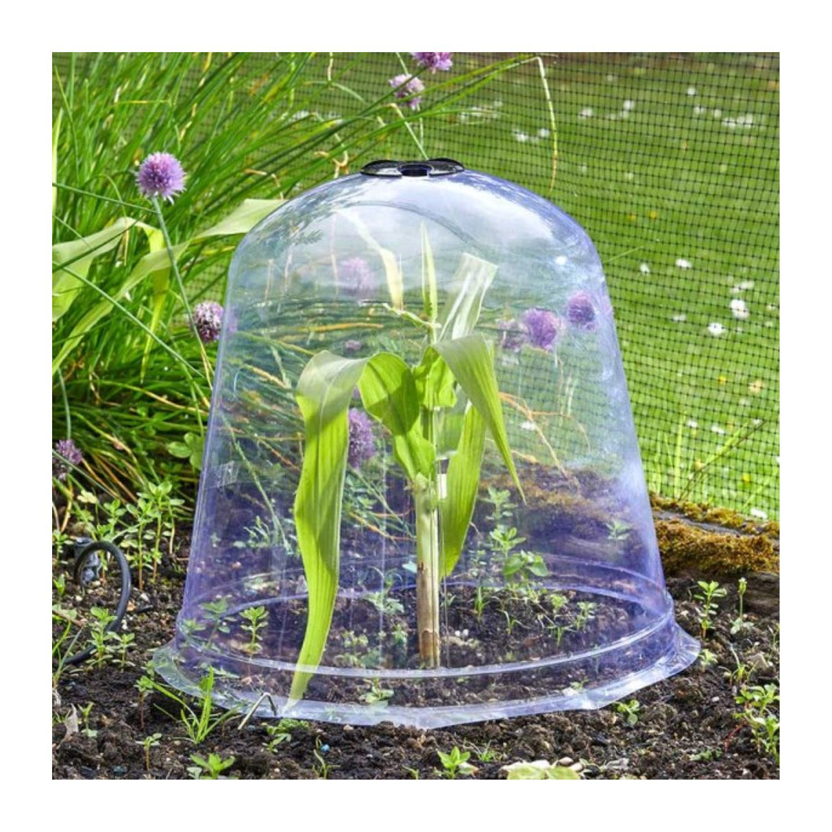 Smart Garden Jumbo Bell Cloche (Pack of 3)