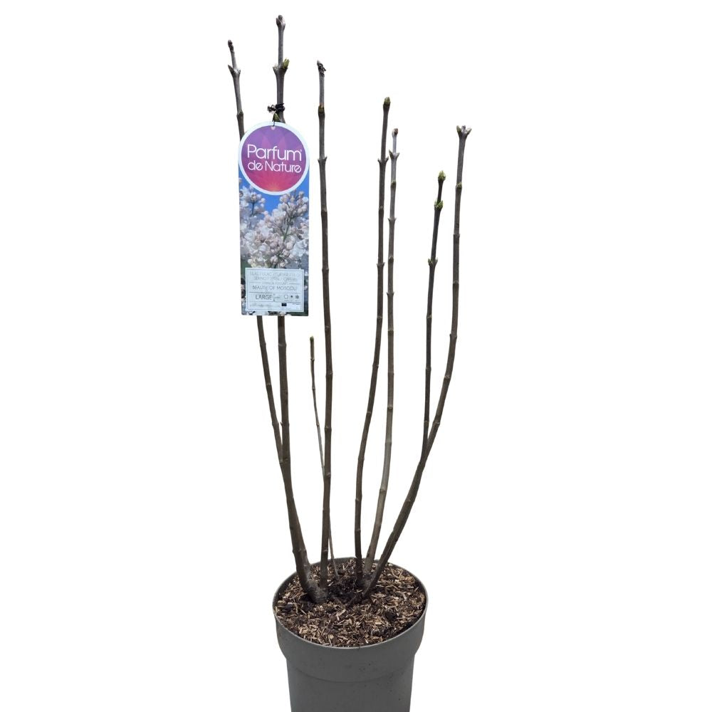 Syringa vulgaris 90cm 'Beauty of Moscow' 10Ltr Pot