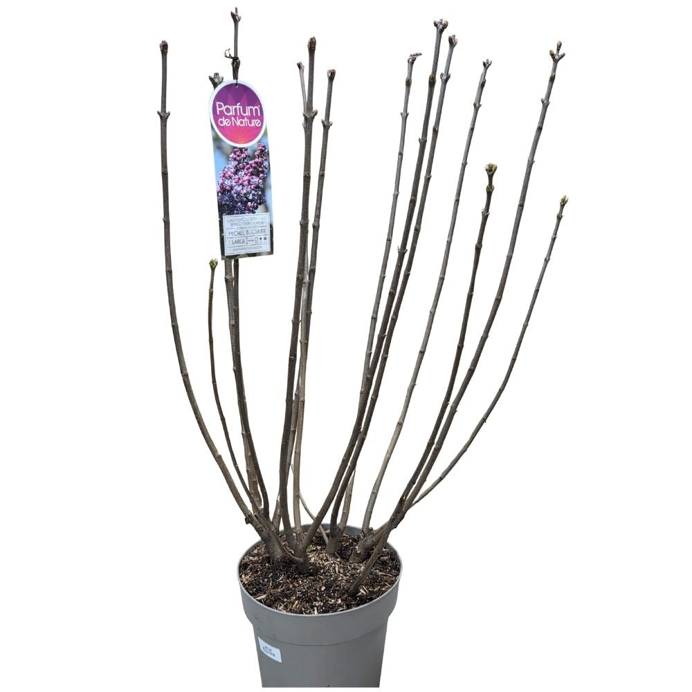 Syringa vulgaris 90cm 'Michel Buchner' 10Ltr Pot