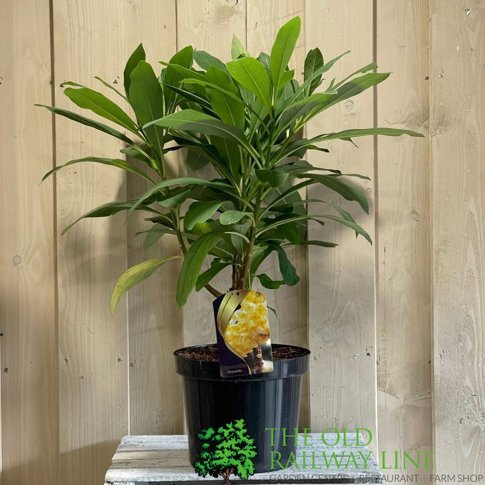 Edgeworthia chrysantha 7.5Ltr Pot (NL)