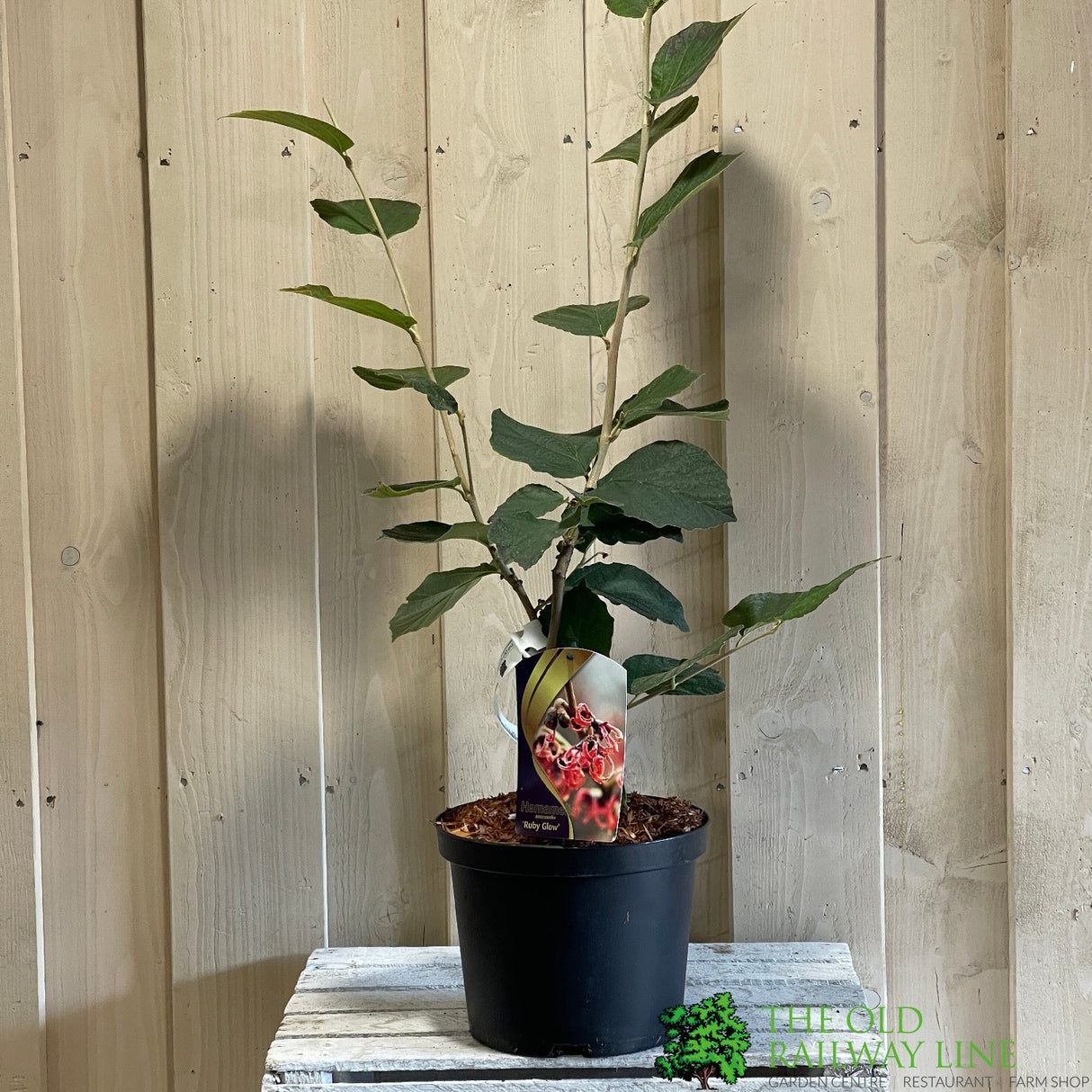 Hamamelis 'Ruby Glow' 5Ltr Pot (NL)