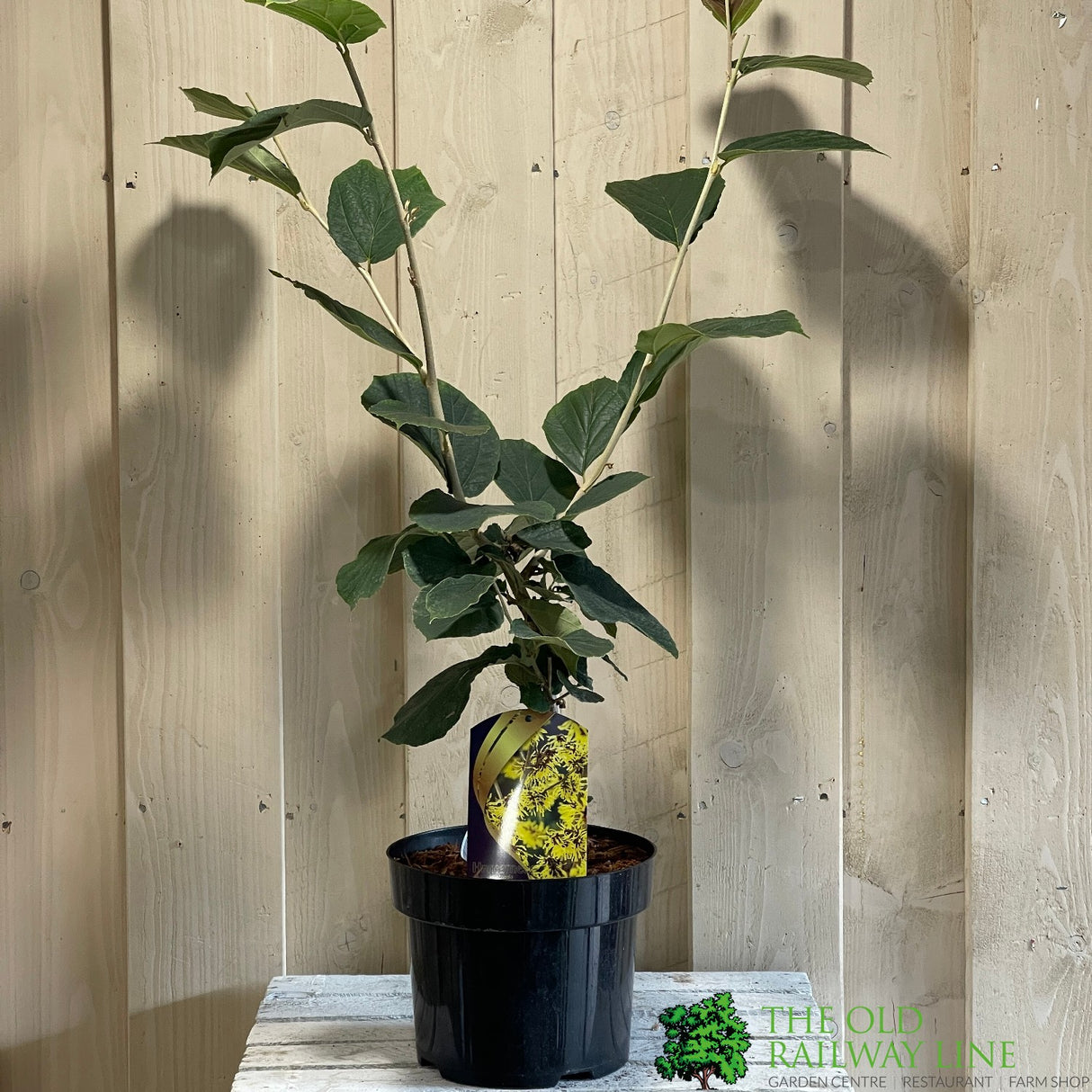 Hamamelis 'Westerstede' 5Ltr (NL)